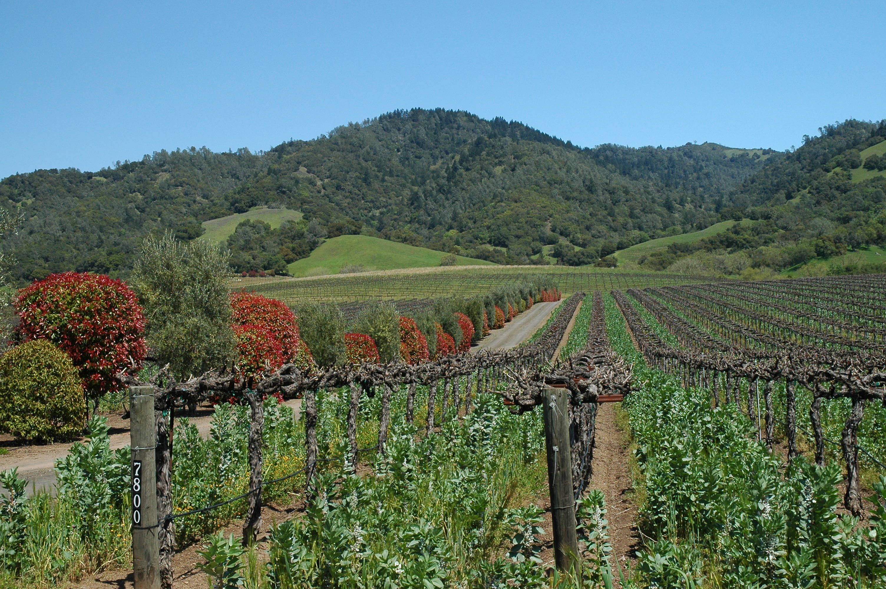 california wine country tours california wine country tours