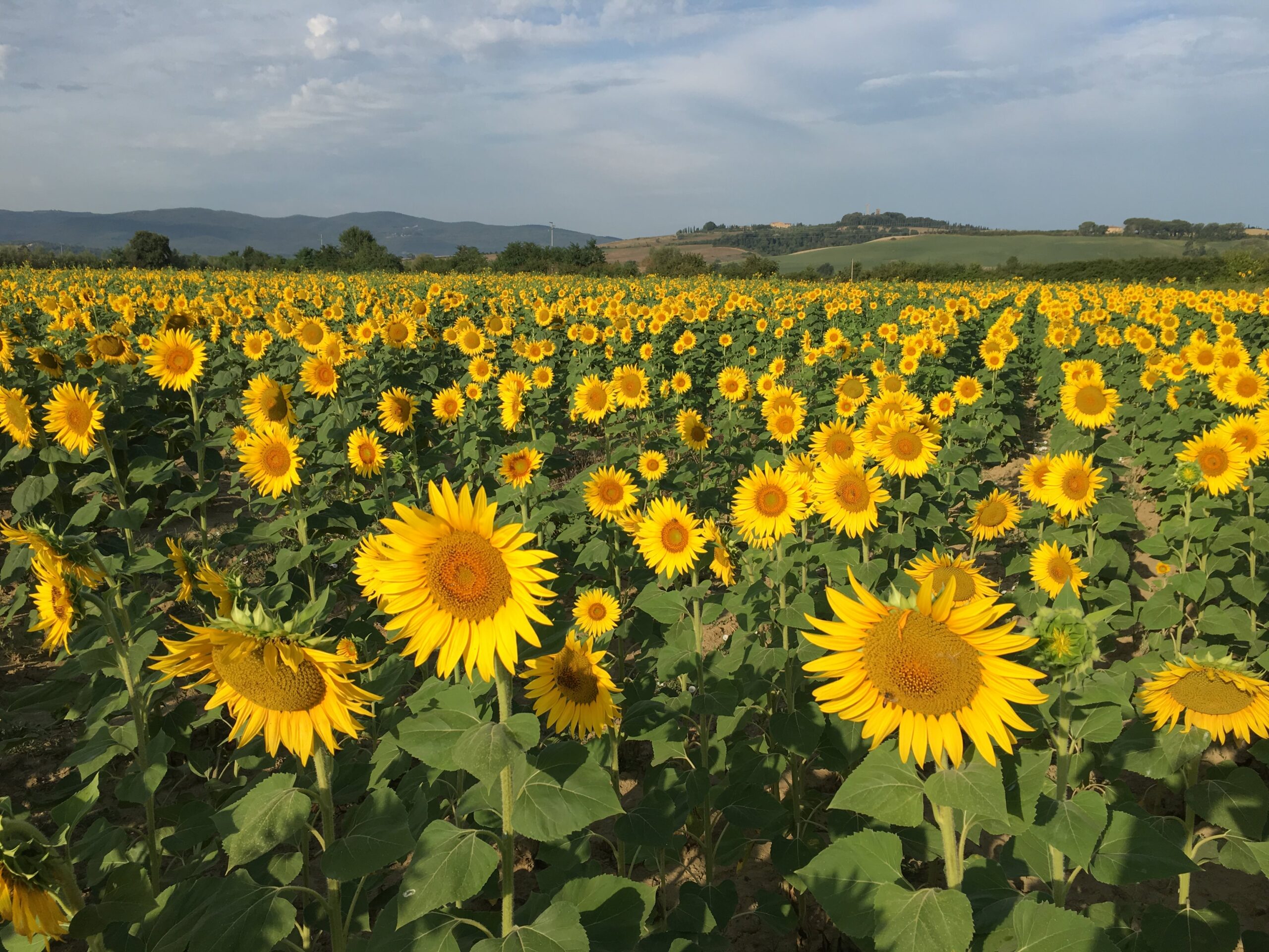 Sunflowers in Tuscany during Tuscany Bike tours