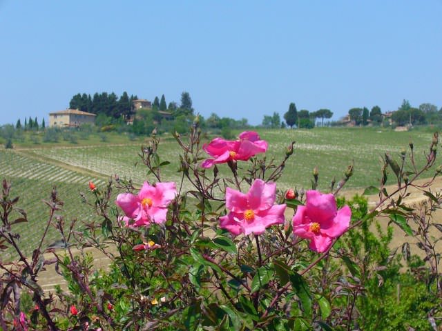 Rolling hills during our Tuscany Cycling Tour