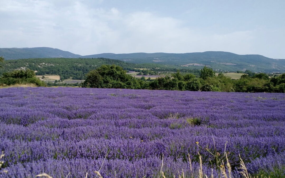 Cycling Through Lavender Fields: The Sights, Scents, and Serenity of Provence