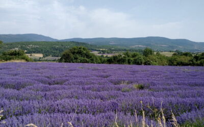 Cycling Through Lavender Fields: The Sights, Scents, and Serenity of Provence