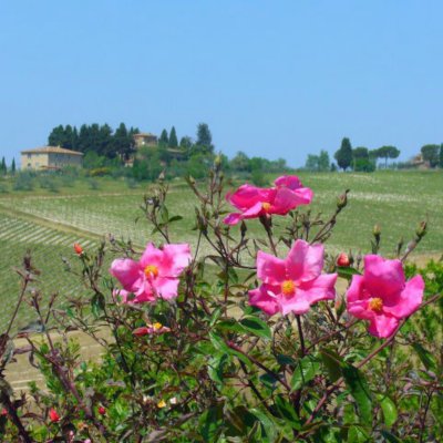 chianti cycling tour stop at a vineyard in Tuscany
